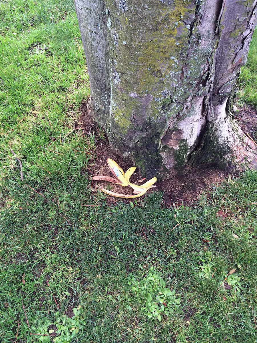 Tree and Banana