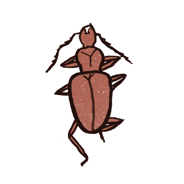 Cave Beetle 1