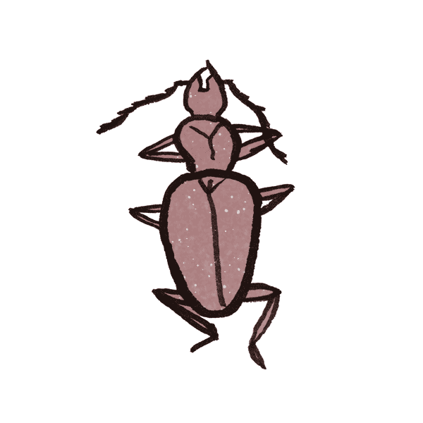 Cave Beetle 1